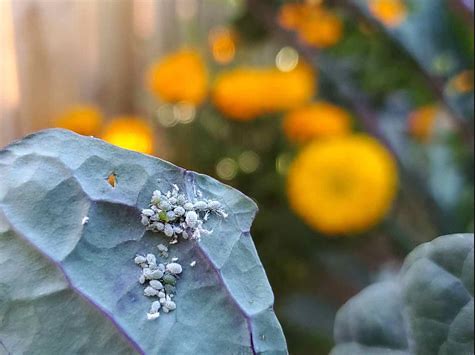 How AI is Being Used to Predict and Prevent Pest Infestations