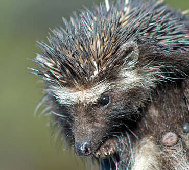 Mole Control