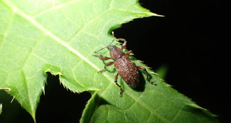 How Climate Change is Expanding the Range of Invasive Pests
