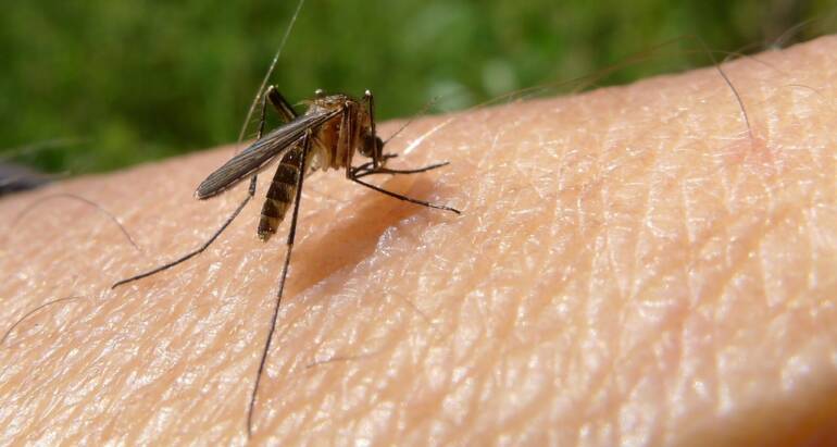 The Deadliest Disease-Carrying Pests Worldwide
