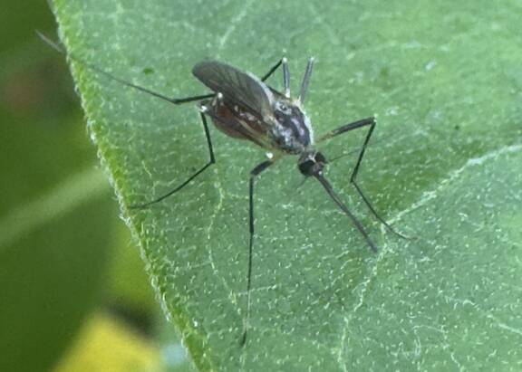 Are pesticide-resistant ‘super pests’ becoming a global health crisis?