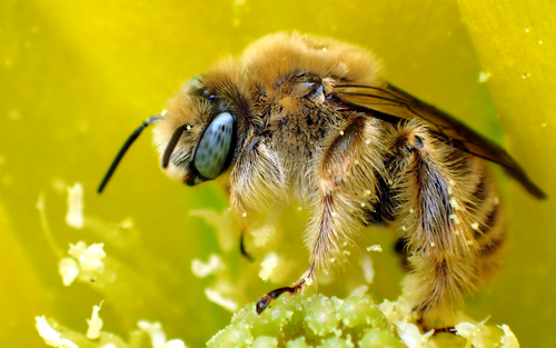 How to Protect Your Garden Without Harming Pollinators Like Bees