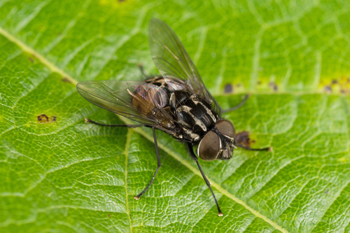 The Most Effective Natural Remedies for Household Pests